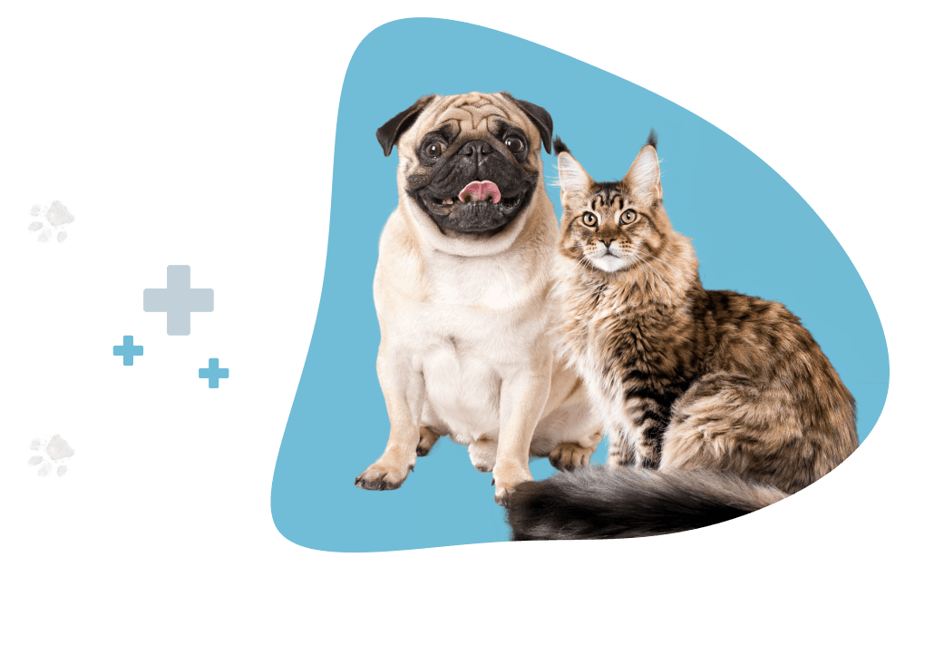 Dog and cat
