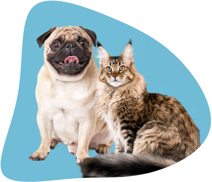 Dog and cat